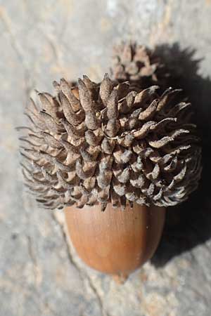 Quercus coccifera \ Kermes-Eiche, Stech-Eiche, Chios Kalamoti 2.4.2016