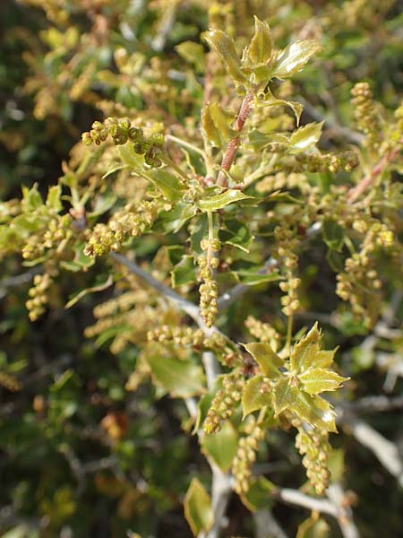 Quercus trojana / Macedonian Oak, Chios Emporios 29.3.2016