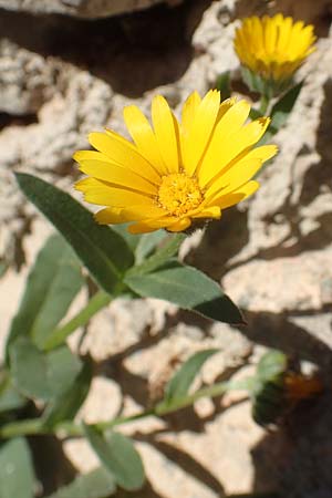 Calendula arvensis \ Acker-Ringelblume, Chios Avgonima 28.3.2016