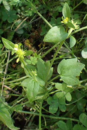 Ranunculus chius \ Chios-Hahnenfu / Eastern Buttercup, Chios Vavili 28.3.2016