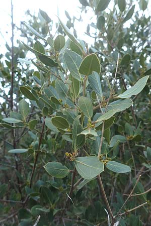 Rhamnus alaternus \ Stechpalmen-Kreuzdorn, Immergrner Kreuzdorn / Italian Buckthorn, Evergreen Buckthorn, Chios Nea Moni 28.3.2016