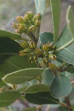 Rhamnus alaternus \ Stechpalmen-Kreuzdorn, Immergrner Kreuzdorn / Italian Buckthorn, Evergreen Buckthorn, Chios Nea Moni 28.3.2016