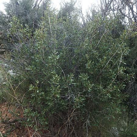 Rhamnus alaternus \ Stechpalmen-Kreuzdorn, Immergrner Kreuzdorn / Italian Buckthorn, Evergreen Buckthorn, Chios Nea Moni 28.3.2016