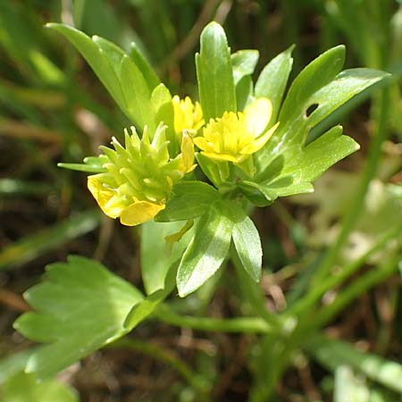 Ranunculus muricatus \ Stachelfrchtiger Hahnenfu / Rough-Fruited Buttercup, Chios Olimbi 1.4.2016