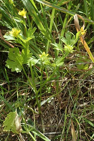 Ranunculus muricatus \ Stachelfrchtiger Hahnenfu / Rough-Fruited Buttercup, Chios Olimbi 1.4.2016