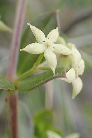 Rubia tenuifolia / Narrow-Leaved Madder, Himalayan Madder, Chios Mesta 2.4.2016