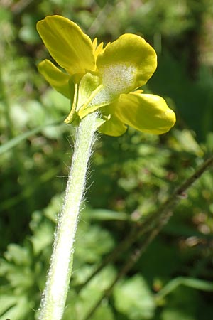 Ranunculus rumelicus \ Rumelischer Hahnenfu, Chios Viki 31.3.2016