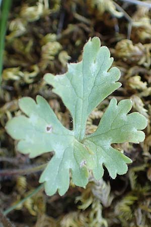 Ranunculus sprunerianus \ Spruners Hahnenfu, Chios Anavatos 28.3.2016
