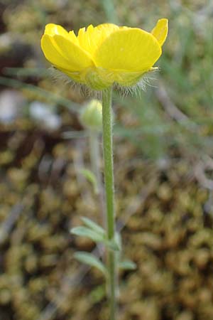 Ranunculus sprunerianus / Spruner's Buttercup, Chios Anavatos 28.3.2016