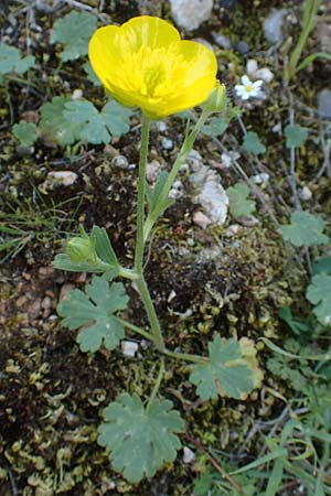 Ranunculus sprunerianus / Spruner's Buttercup, Chios Anavatos 28.3.2016