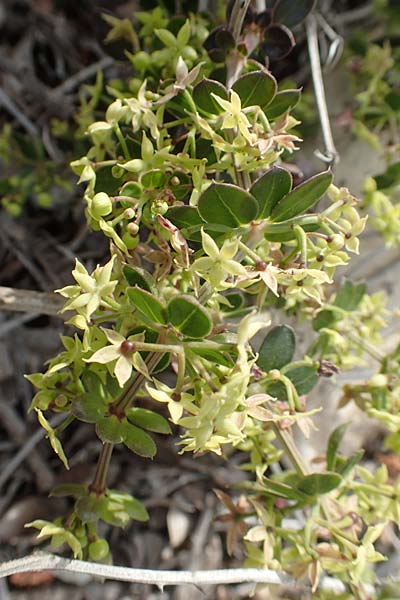 Rubia tenuifolia \ Schmalblttriger Rte / Narrow-Leaved Madder, Himalayan Madder, Chios Emporios 29.3.2016
