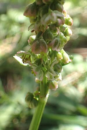 Rumex tuberosus subsp. creticus \ Kretischer Sauer-Ampfer, Chios Viki 30.3.2016