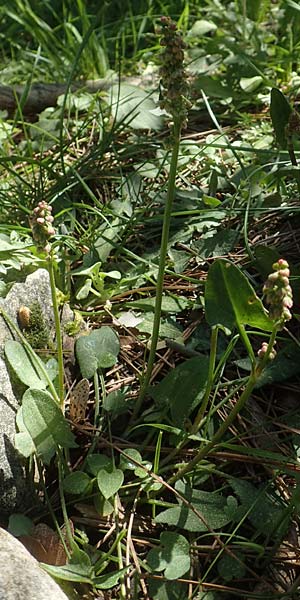 Rumex tuberosus subsp. creticus \ Kretischer Sauer-Ampfer, Chios Viki 30.3.2016