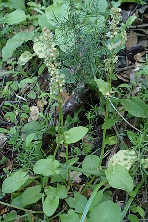 Rumex tuberosus subsp. creticus \ Kretischer Sauer-Ampfer, Chios Viki 31.3.2016