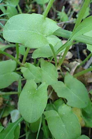 Rumex tuberosus subsp. creticus \ Kretischer Sauer-Ampfer, Chios Viki 31.3.2016