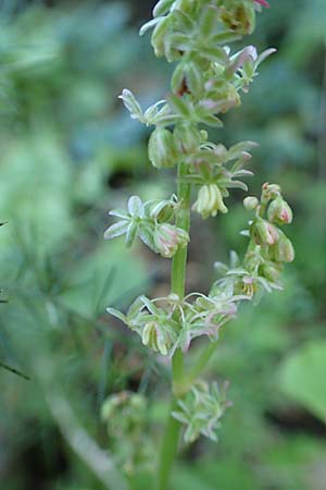 Rumex tuberosus subsp. creticus \ Kretischer Sauer-Ampfer, Chios Viki 31.3.2016
