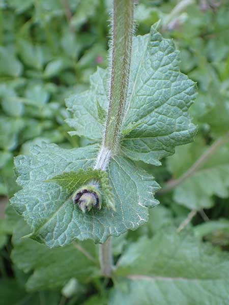 Salvia napifolia \ Rübenblättriger Salbei / Turkish Sage, Chios Anavatos 28.3.2016