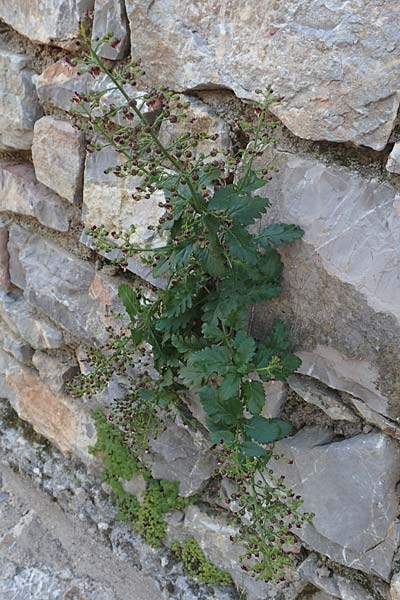 Scrophularia heterophylla \ Verschiedenblttrige Braunwurz, Chios Anavatos 28.3.2016