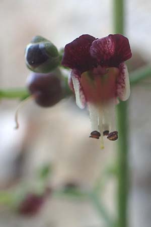 Scrophularia heterophylla \ Verschiedenblttrige Braunwurz, Chios Anavatos 28.3.2016