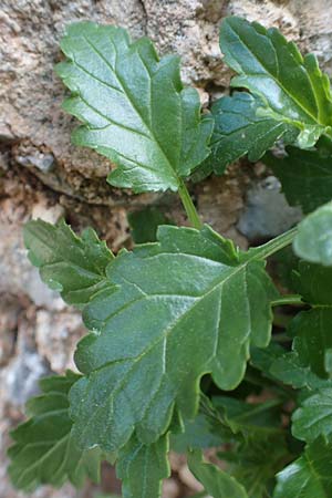 Scrophularia heterophylla \ Verschiedenblttrige Braunwurz, Chios Anavatos 28.3.2016