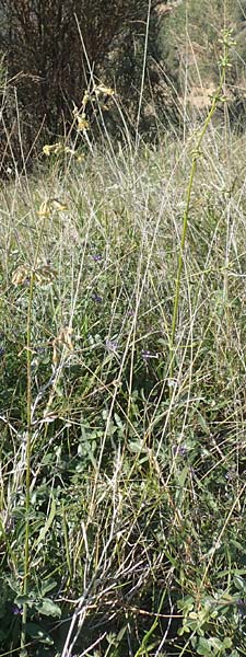 Silene gigantea \ Riesen-Leimkraut / Gigantic Catchfly, Chios Sidirounda 30.3.2016