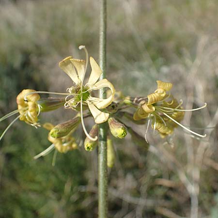 Silene gigantea \ Riesen-Leimkraut / Gigantic Catchfly, Chios Sidirounda 30.3.2016