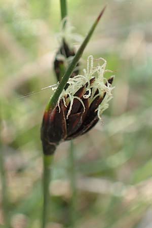 Schoenus nigricans \ Schwrzliche Kopfbinse / Black Bog-Rush, Chios Viki 30.3.2016