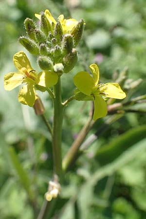 Sisymbrium orientale \ Orientalische Rauke, Chios Viki 31.3.2016