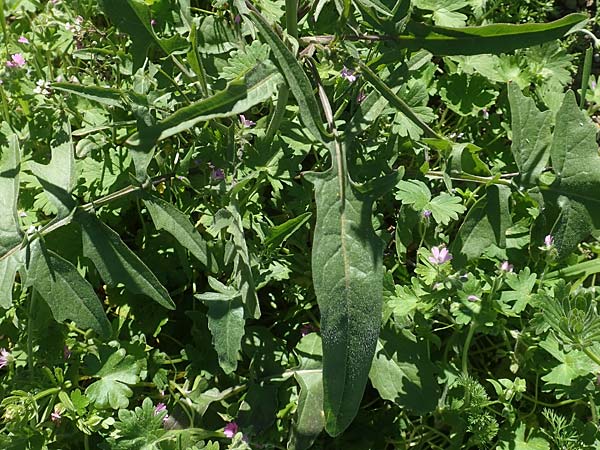 Sisymbrium orientale \ Orientalische Rauke / Eastern Rocket, Chios Viki 31.3.2016