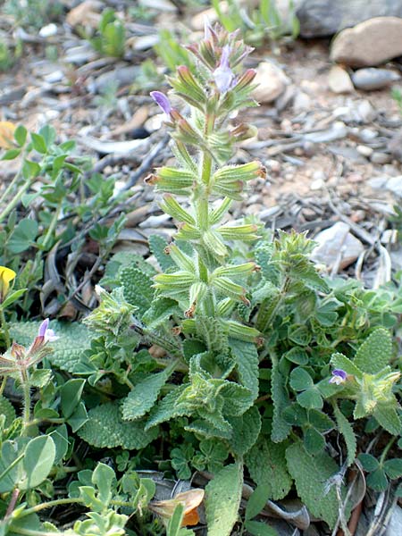 Salvia viridis \ Buntschopf-Salbei / Annual Clary, Chios Emporios 29.3.2016