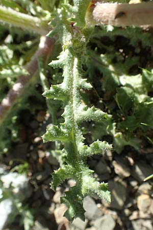 Senecio vernalis \ Frhlings-Greiskraut / Eastern Groundsel, Chios Viki 31.3.2016