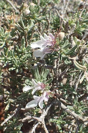 Teucrium brevifolium \ Kurzblttriger Gamander / Coast Germander, Chios Olimbi, Agios Dynami 1.4.2016