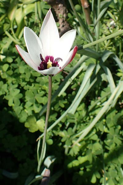 Tulipa clusiana \ Damen-Tulpe, Chios Vavili 28.3.2016
