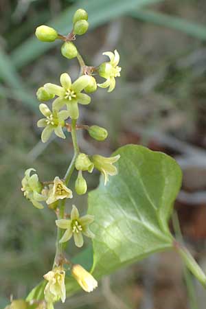 Dioscorea communis \ Schmerwurz, Chios Olimbi, Agios Dynami 1.4.2016