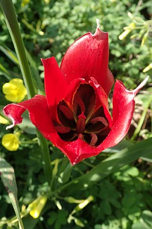 Tulipa praecox \ Frhe Tulpe / Large Sun's Eye Tulip, Fire Tulip, Chios Chalkio 28.3.2016