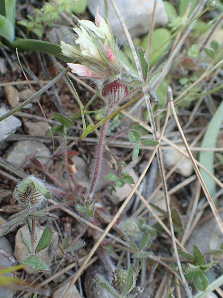 Trifolium stellatum \ Stern-Klee / Starry Clover, Chios Katavasi 30.3.2016