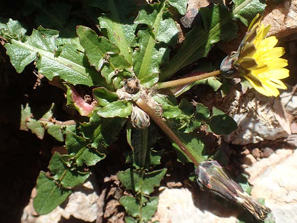 Taraxacum hellenicum / Greek Dandelion, Chios Viki 31.3.2016