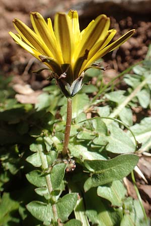 Taraxacum hellenicum / Greek Dandelion, Chios Viki 31.3.2016