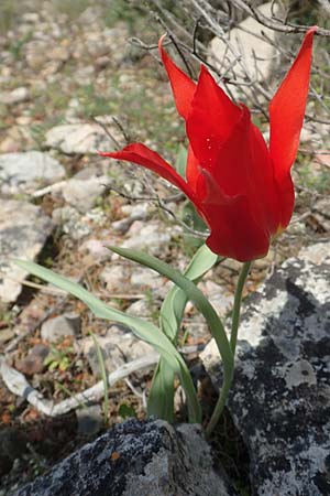 Tulipa undulatifolia \ Gewelltblttrige Tulpe, Chios Kato Fana 29.3.2016