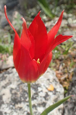 Tulipa undulatifolia \ Gewelltblttrige Tulpe, Chios Kato Fana 29.3.2016