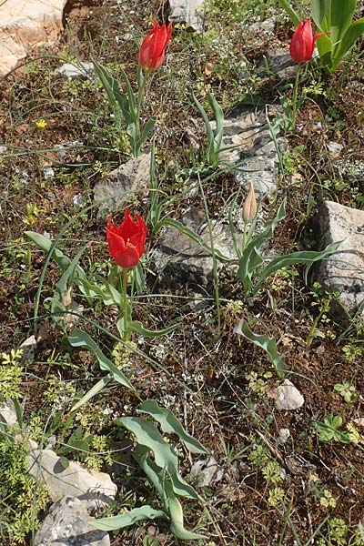 Tulipa undulatifolia \ Gewelltblttrige Tulpe / Tulip, Chios Kato Fana 29.3.2016