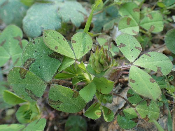 Trifolium clypeatum \ Schild-Klee / Helmet Clover, Shield Clover, Chios Viki 31.3.2016