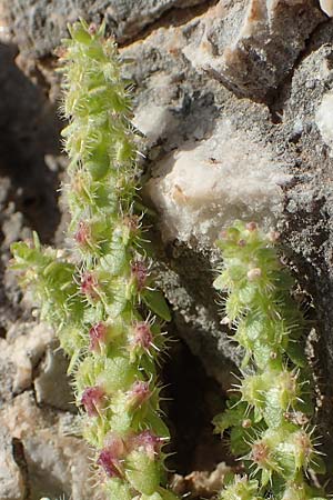 Valantia muralis \ Mauer-Schuttkraut / Wall Valantia, Chios Anavatos 28.3.2016