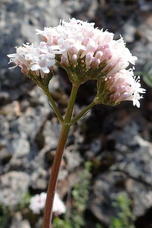 Valeriana dioscoridis \ Dioskorides-Baldrian / Dioscoridis Valerian, Chios Avgonima 28.3.2016