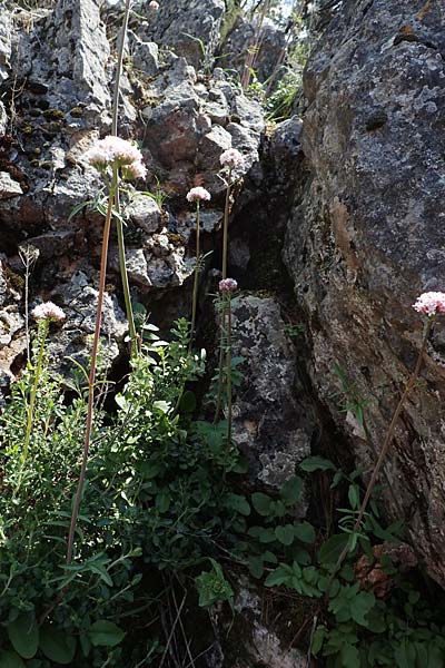 Valeriana dioscoridis \ Dioskorides-Baldrian, Chios Avgonima 28.3.2016