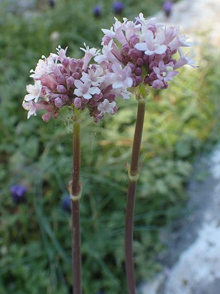 Valeriana dioscoridis \ Dioskorides-Baldrian, Chios Viki 30.3.2016