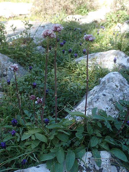 Valeriana dioscoridis \ Dioskorides-Baldrian / Dioscoridis Valerian, Chios Viki 30.3.2016