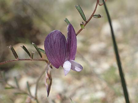 Vicia peregrina \ Fremde Wicke, Chios Katavasi 30.3.2016