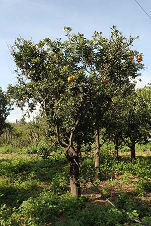 Citrus x limon \ Zitronen-Baum, Chios Kampos 1.4.2016