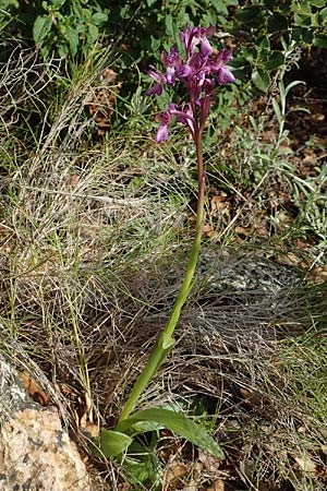 Anacamptis morio subsp. caucasica / Southern Caucasian Orchid, Chios,  Emporios 29.3.2016 